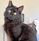 Photo of Fozzy Bear
