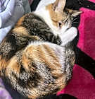Photo of Raya