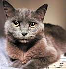 Photo of Mitzi Bland (Bonded w/Baby Bland - Adoption Fee Sponsored)