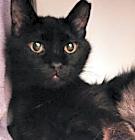 Photo of Baby Bland (Bonded w/Mitzi Bland) - Adoption Fee Sponsored