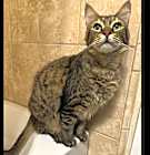 Photo of Cocoa