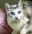 Photo of Edelweiss