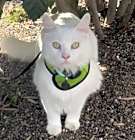 Photo of Buzz