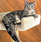 Photo of Benji