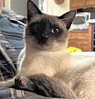 Photo of Sammy