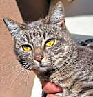 Photo of Tiger Lily
