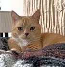 Photo of Mowgli