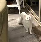 Photo of Loki