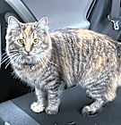 Photo of Primrose