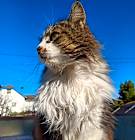Photo of Willow
