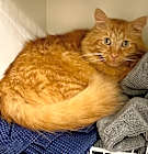 Photo of Garfield