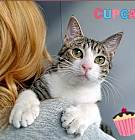 Photo of Cupcake