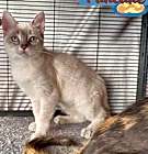 Photo of Pancake