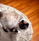 Photo of Jinxi