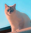 Photo of Tuffy