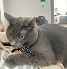 Photo of Moose