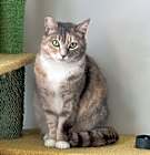 Photo of Pickle