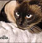 Photo of Cecilia