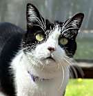 Photo of Carl lap cat ⭐