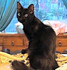 Photo of SHADOW