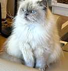 Photo of Angel