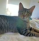 Photo of Buttercup