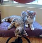 Photo of Multiple cats