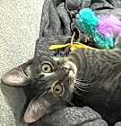 Photo of Bambina