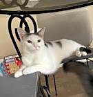 Photo of Mishka