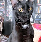 Photo of Luna Moonstone
