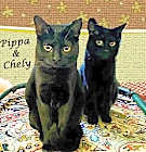 Photo of Chely (Bonded)