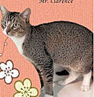 Photo of MR. CLARENCE