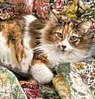 Photo of Ivy
