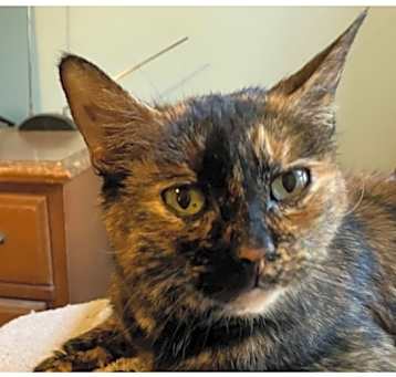 Daisy (Special adoption fee $50)