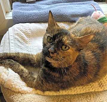 Daisy (Special adoption fee $50)