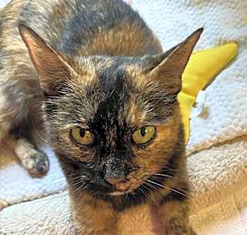 Daisy (Special adoption fee $50)