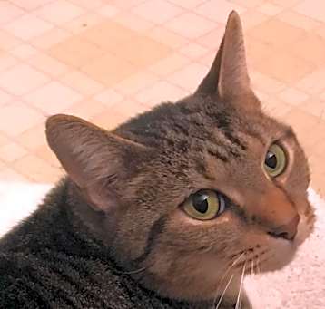 Emmie ($75 adoption fee)