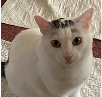 Elijah  (Special adoption fee $50!)