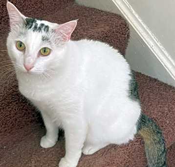 Elijah  (Special adoption fee $50!)