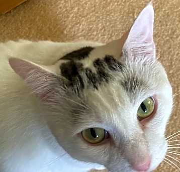Eli