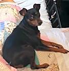Photo of COOKIE-Special Needs