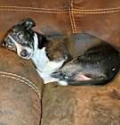 Photo of MILLIE
