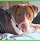Photo of Sully