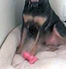 Photo of Bingo