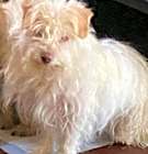 Photo of Sugar