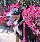 Photo of Bruno