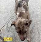Photo of GRACIE