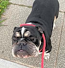 Photo of Bruce