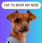 Photo of Lil dog play buddy Poncho