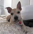 Photo of Cosmo Star